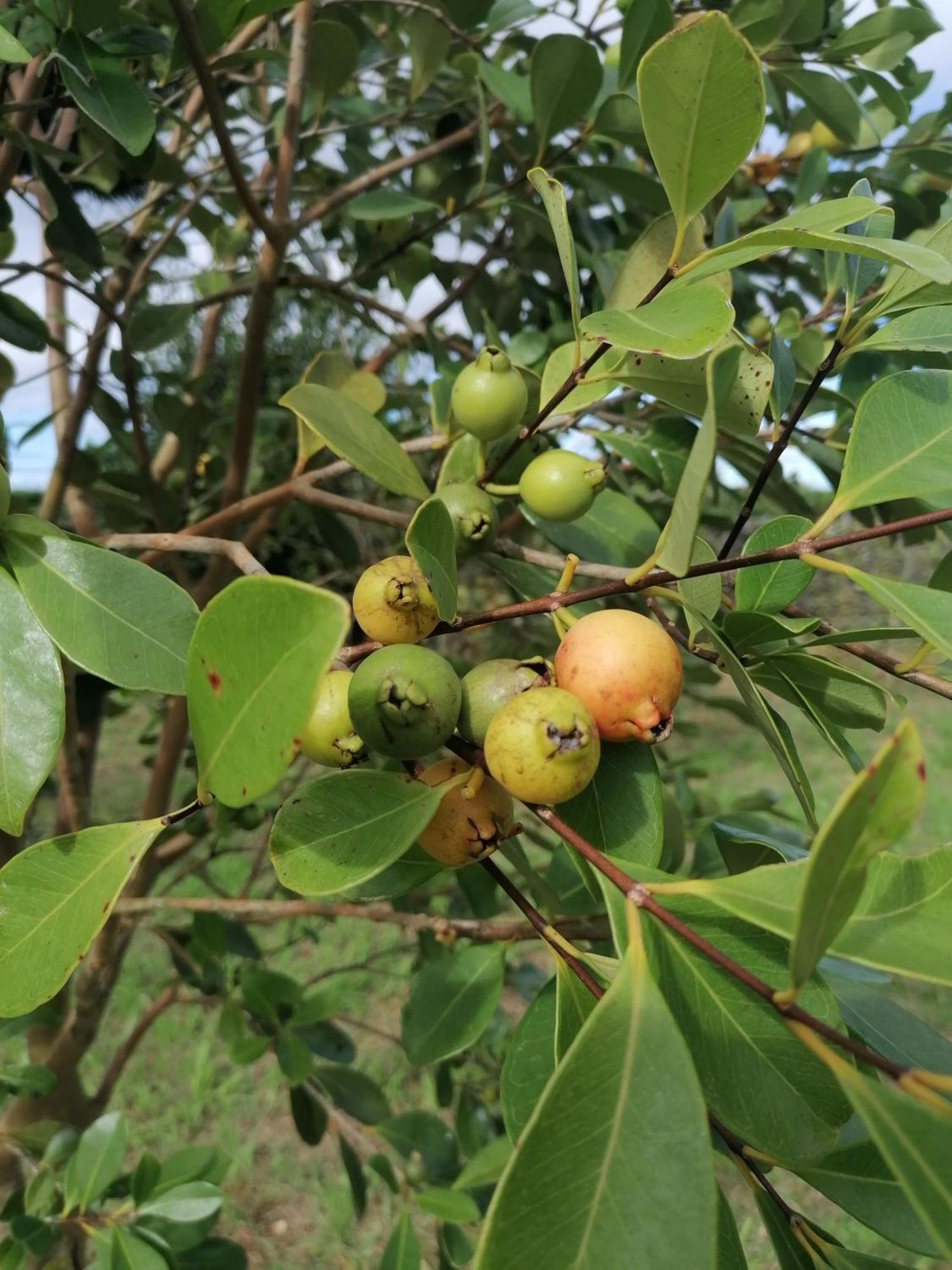 Espaco Roteiro De Mimos Sao Vicente Ferreira Luaran gambar